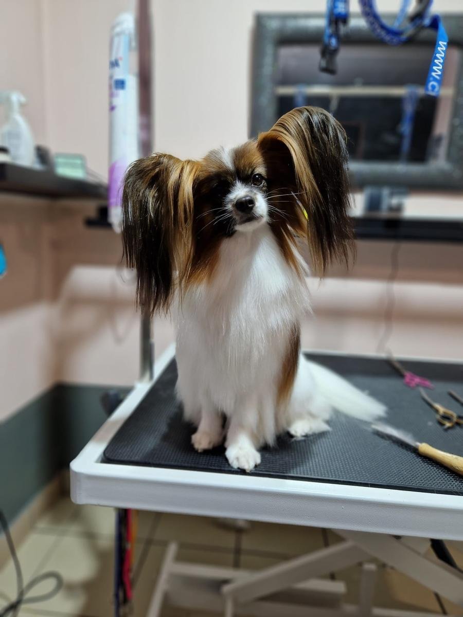 Papillon po strzyżeniu w Budce Groomera