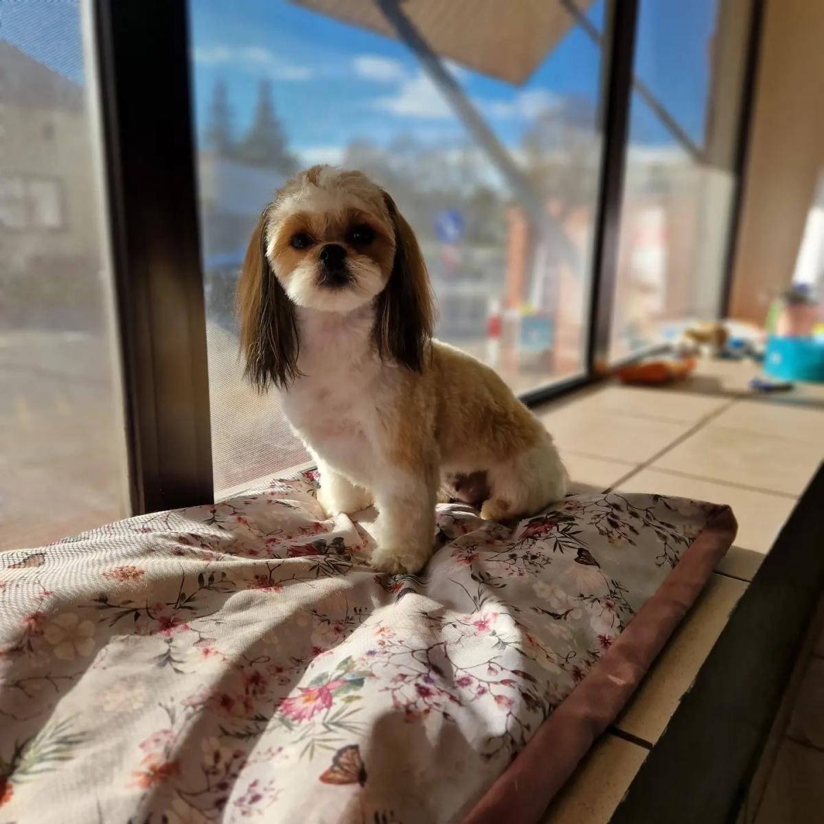 Shih tzu po strzyżeniu, gotowy na spacer